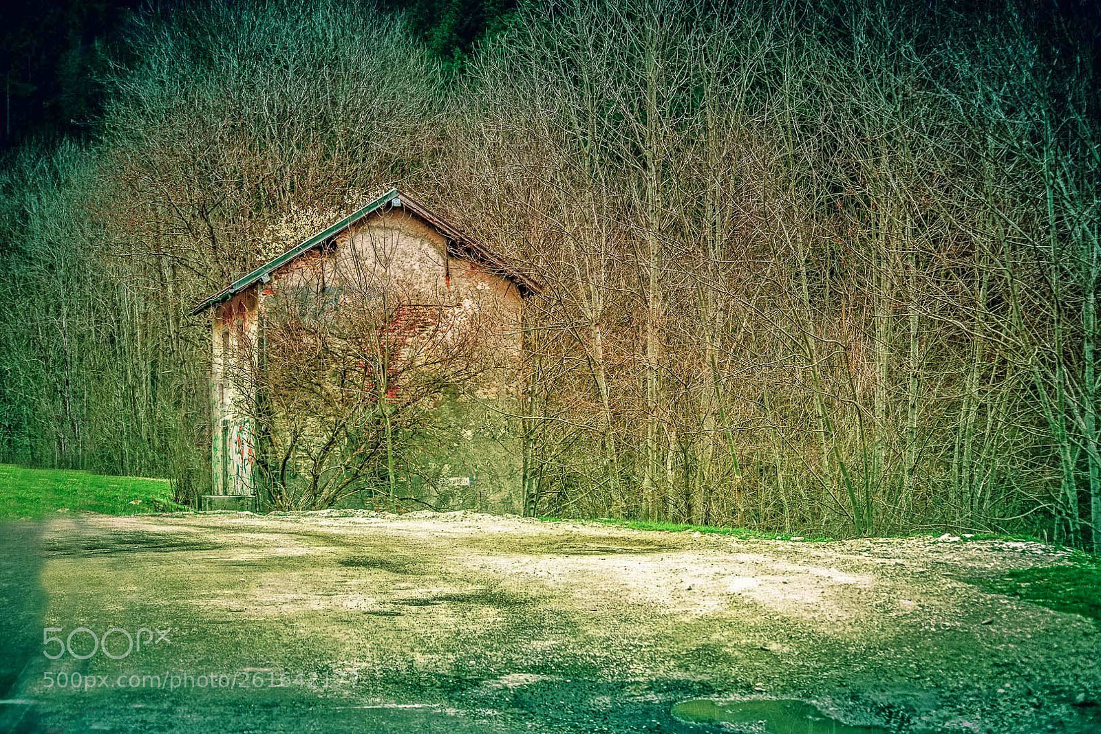 Nikon D610 sample photo. House of the woods photography