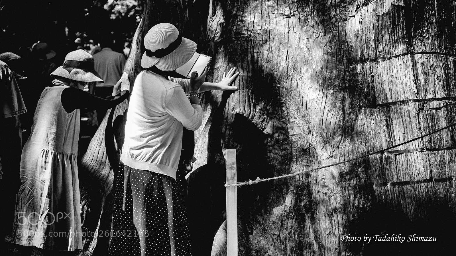 Fujifilm X-T2 sample photo. Sacred tree photography