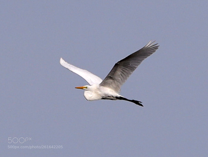 Canon EOS-1D X Mark II sample photo. 06-10-18-0022014.jpg photography