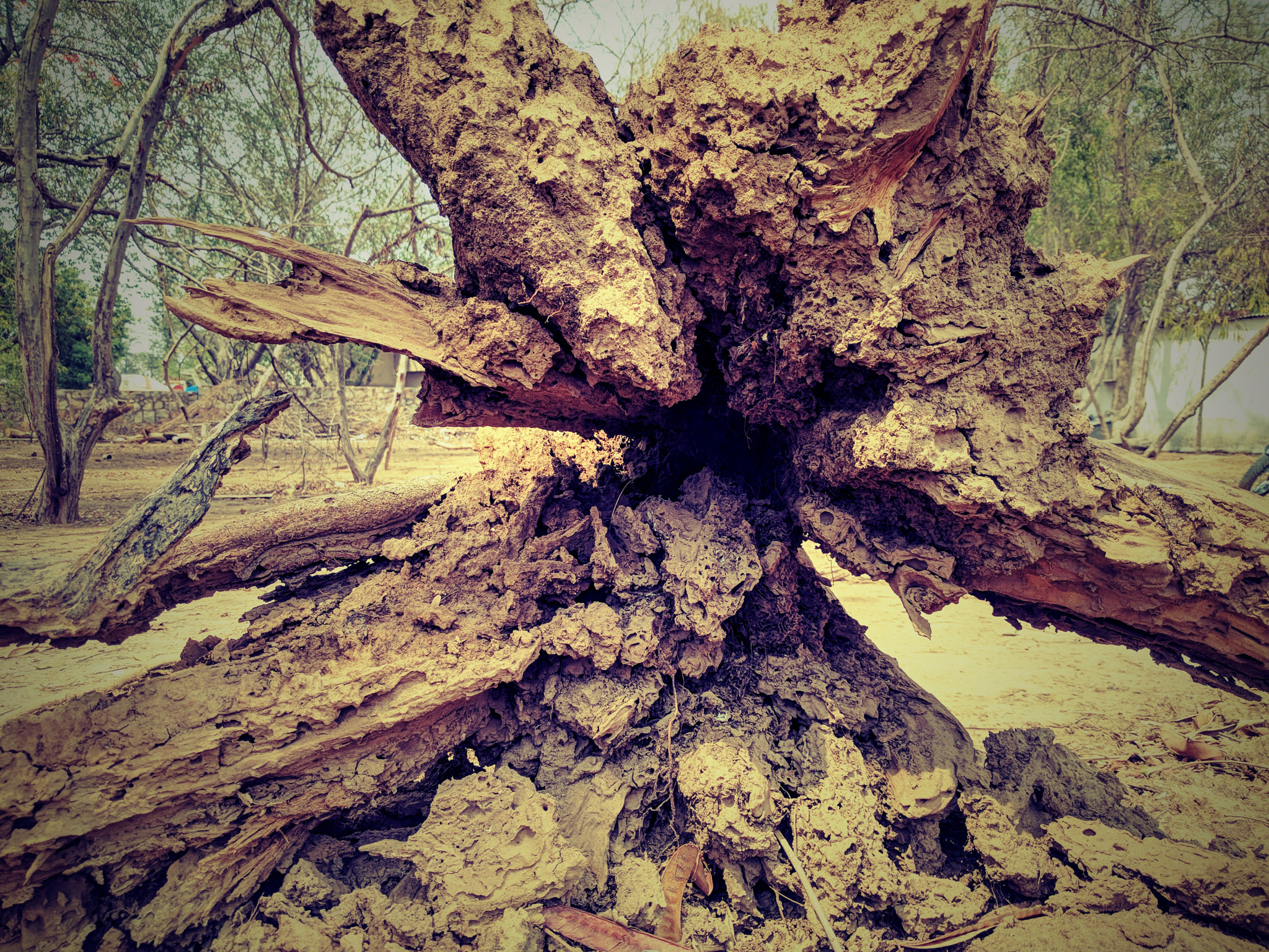Google Nexus 6P sample photo. #218# root # photography