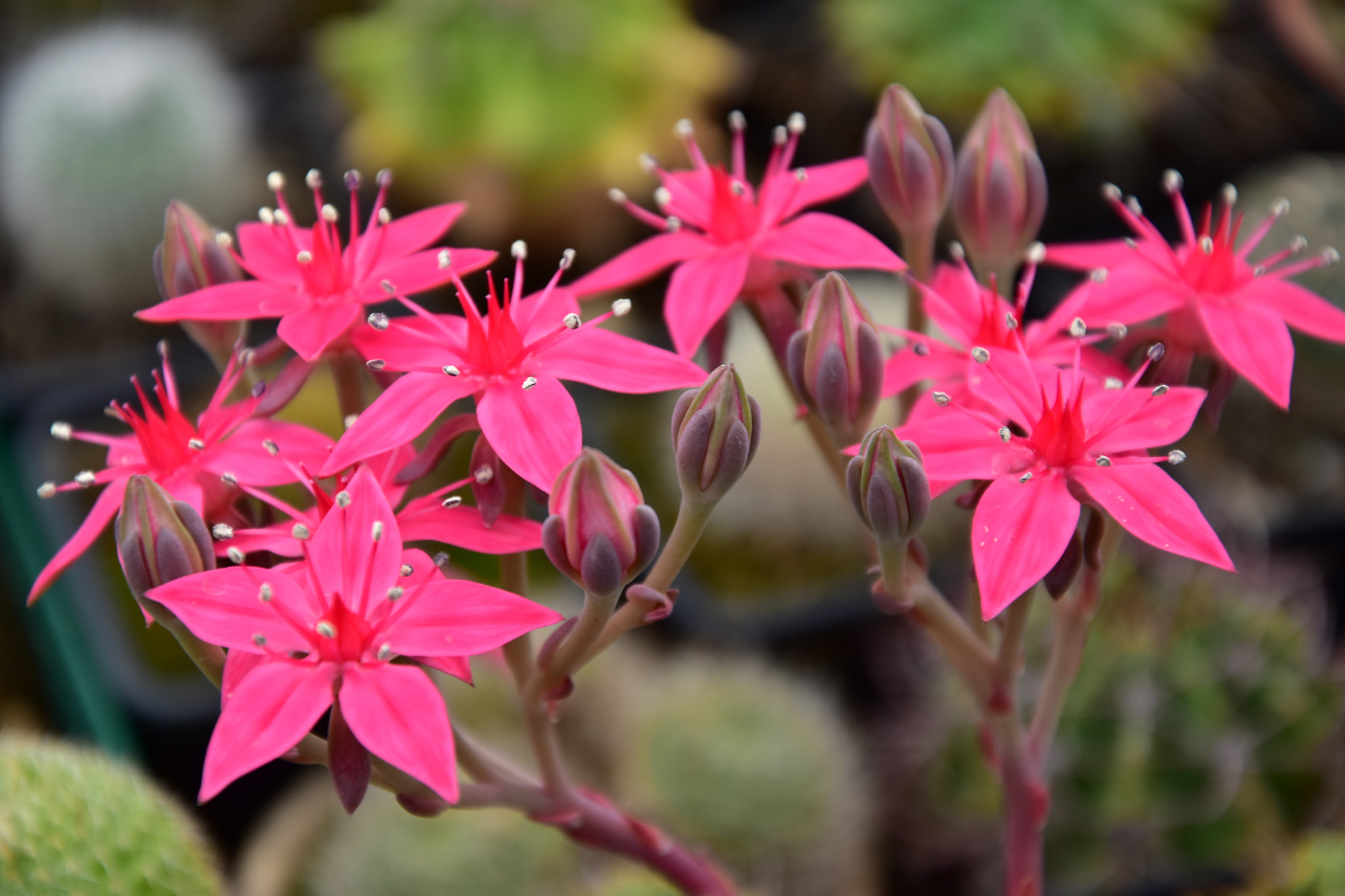 Nikon D5600 sample photo. Dsc photography