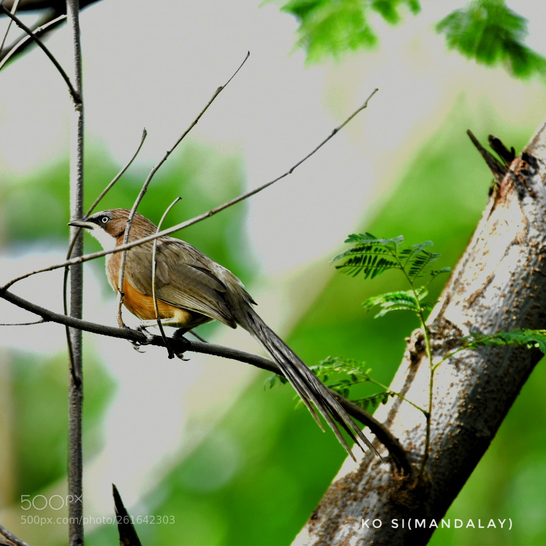 Nikon D5500 sample photo. White-throated babbler photography