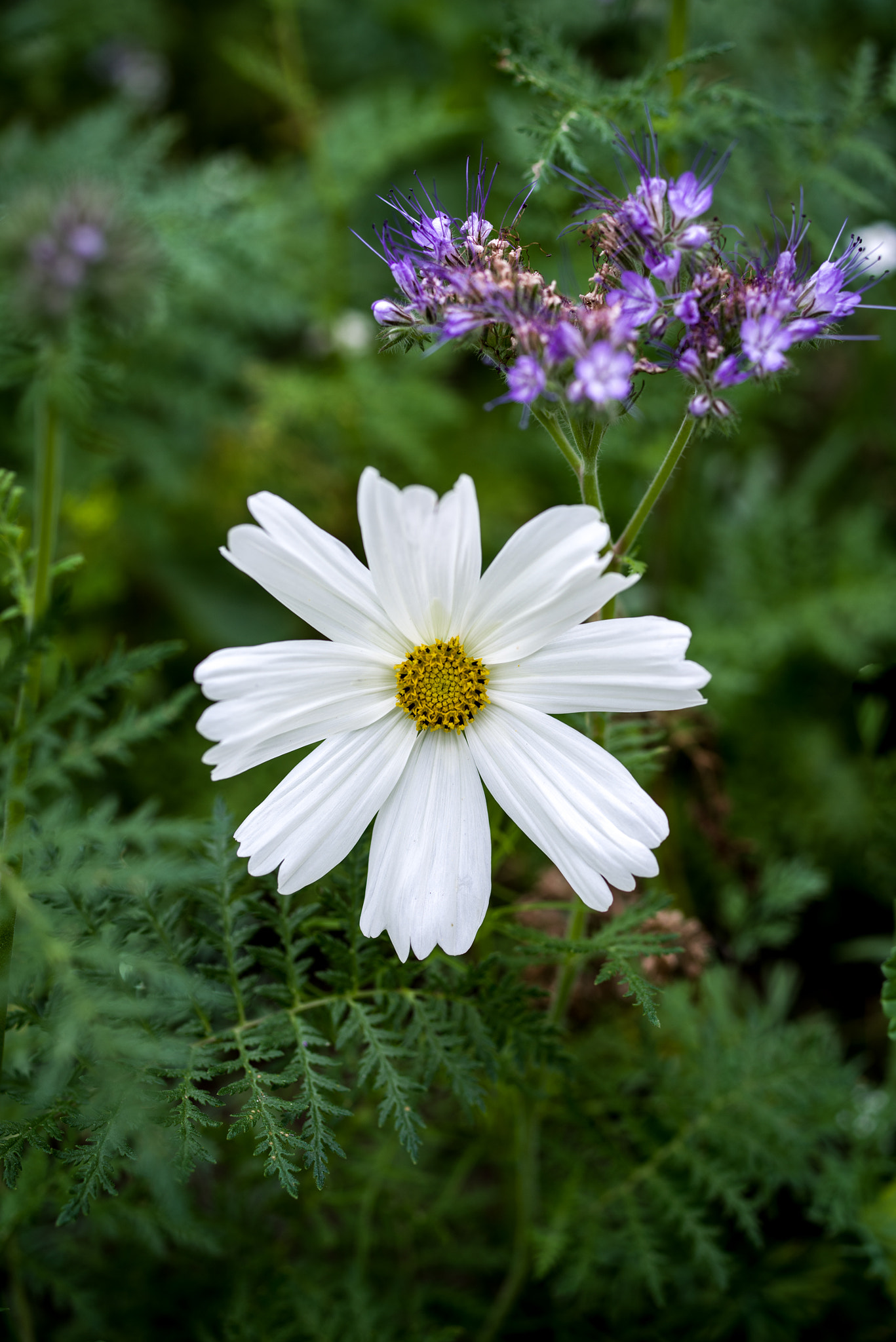 Pentax K-1 sample photo. White star flower photography
