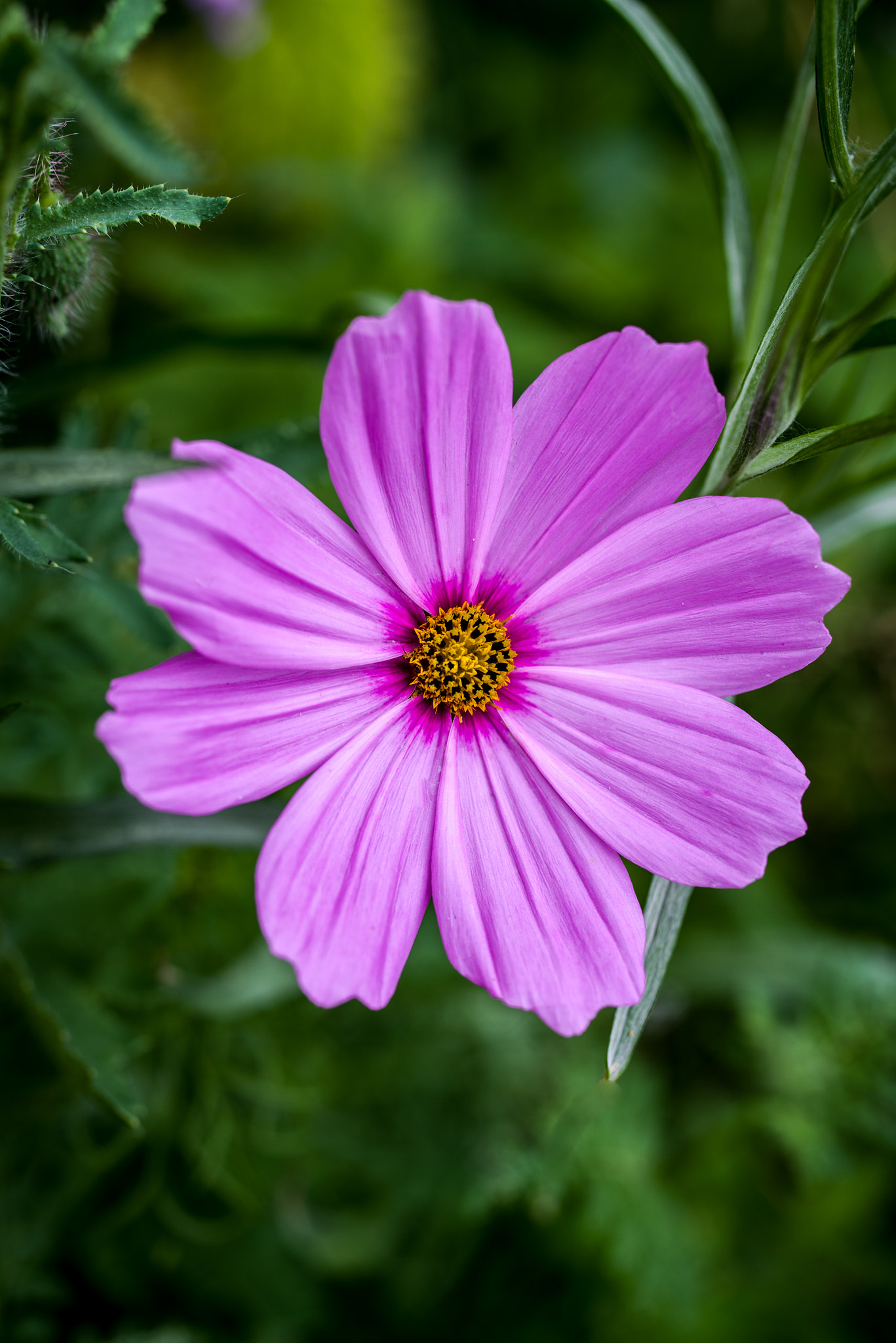 Pentax K-1 sample photo. Purple star flower photography