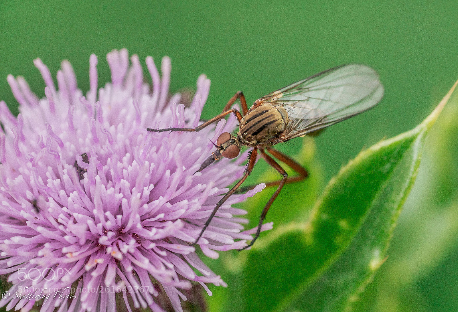 Canon EOS 80D sample photo. Pink mozzy photography