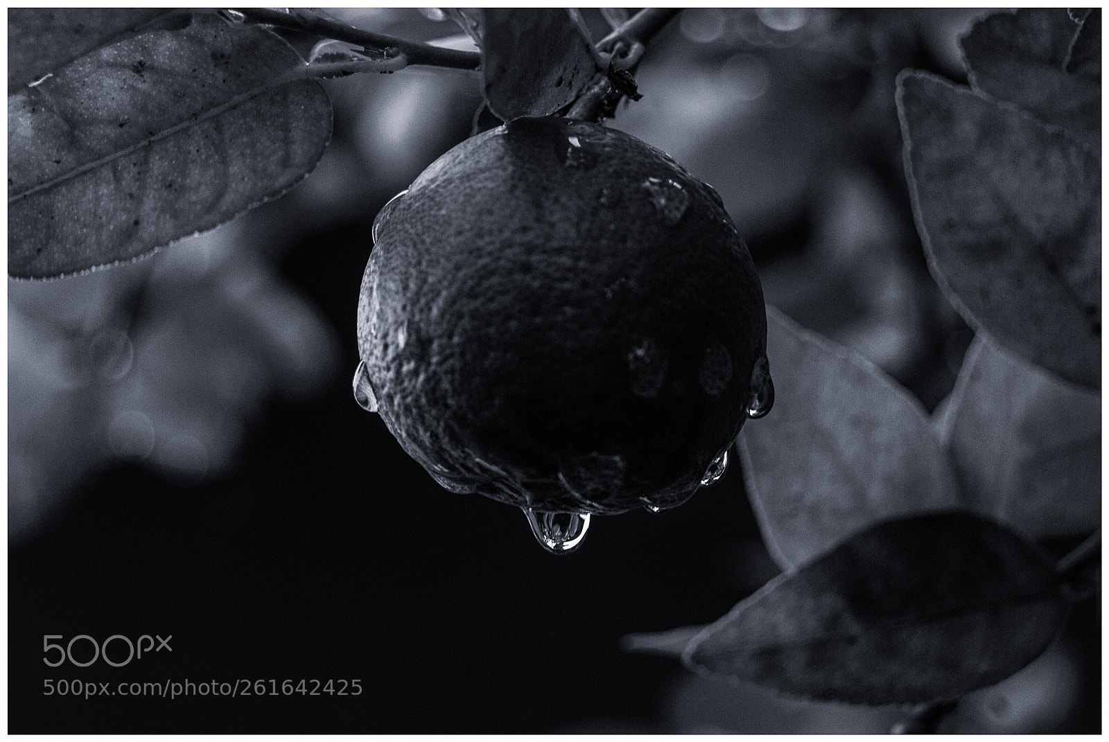 Nikon D200 sample photo. Lemon raindrop photography