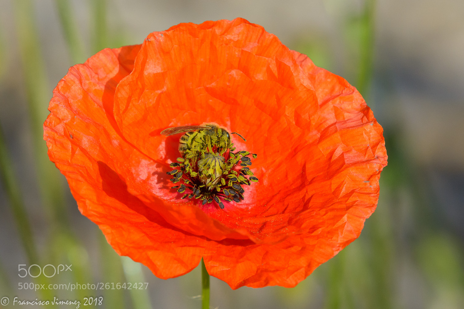 Nikon D7100 sample photo. Dame nature photography