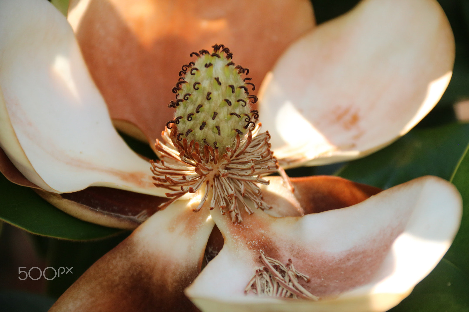 Canon EOS 750D (EOS Rebel T6i / EOS Kiss X8i) + Canon EF-S 18-135mm F3.5-5.6 IS sample photo. Magnolia 1008 photography