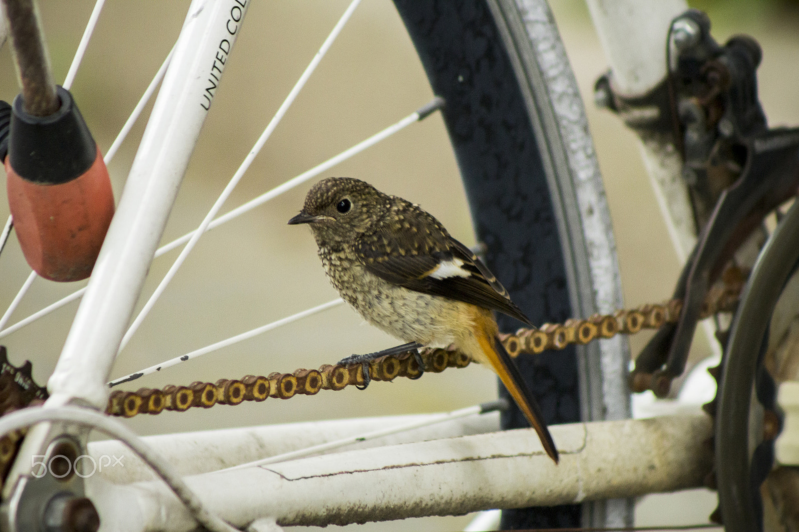 Canon EOS 1200D (EOS Rebel T5 / EOS Kiss X70 / EOS Hi) sample photo. Little bird on a bicycle photography