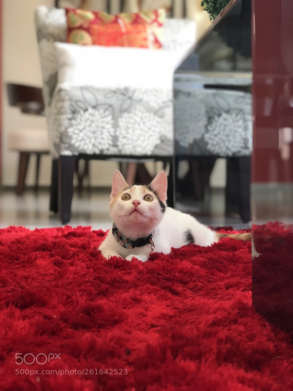 Apple iPhone 8 Plus sample photo. Queen cat photography