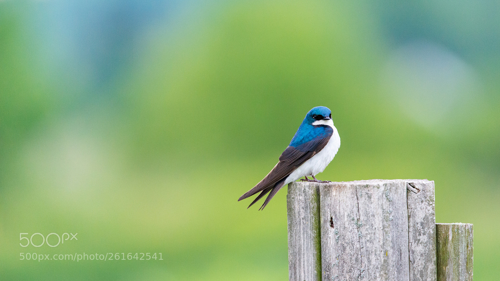 Nikon D800 sample photo. Birdie photography