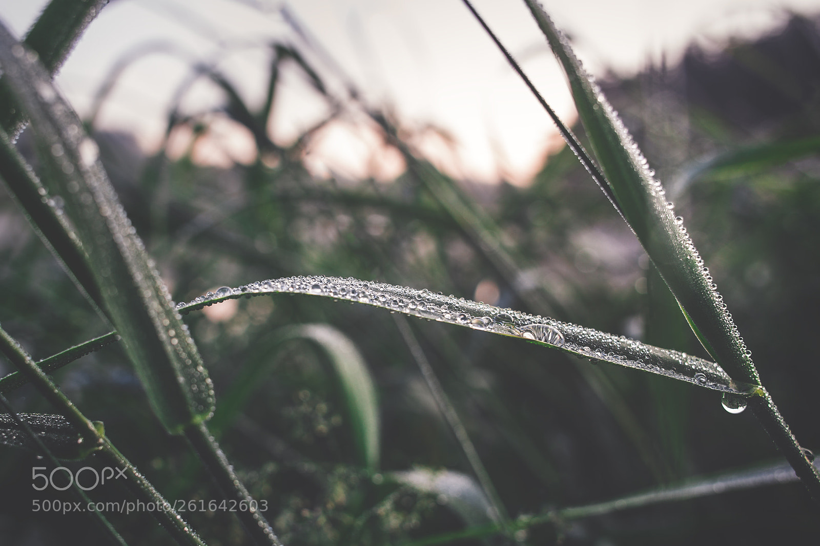 Canon EOS 6D sample photo. Drops photography