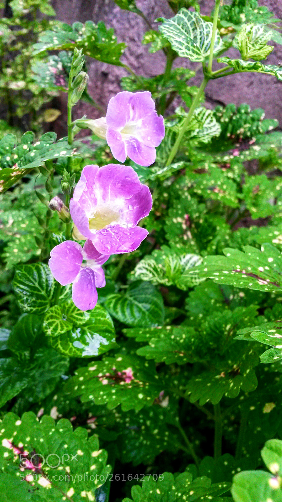 Samsung Galaxy S4 Mini sample photo. Untitled photography