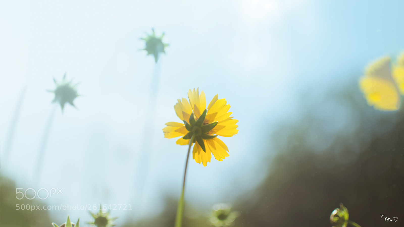 Nikon D7000 sample photo. To the sun photography