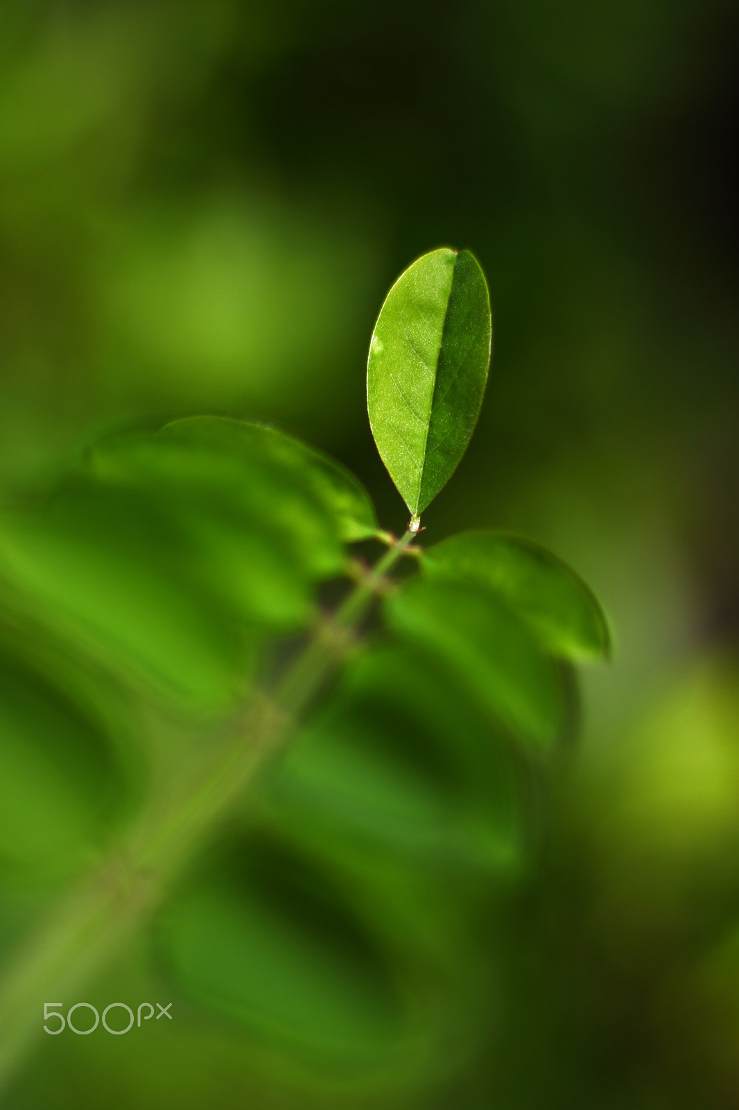 Canon EOS 500D (EOS Rebel T1i / EOS Kiss X3) + Canon EF 50mm F1.8 STM sample photo. Lonely leave photography