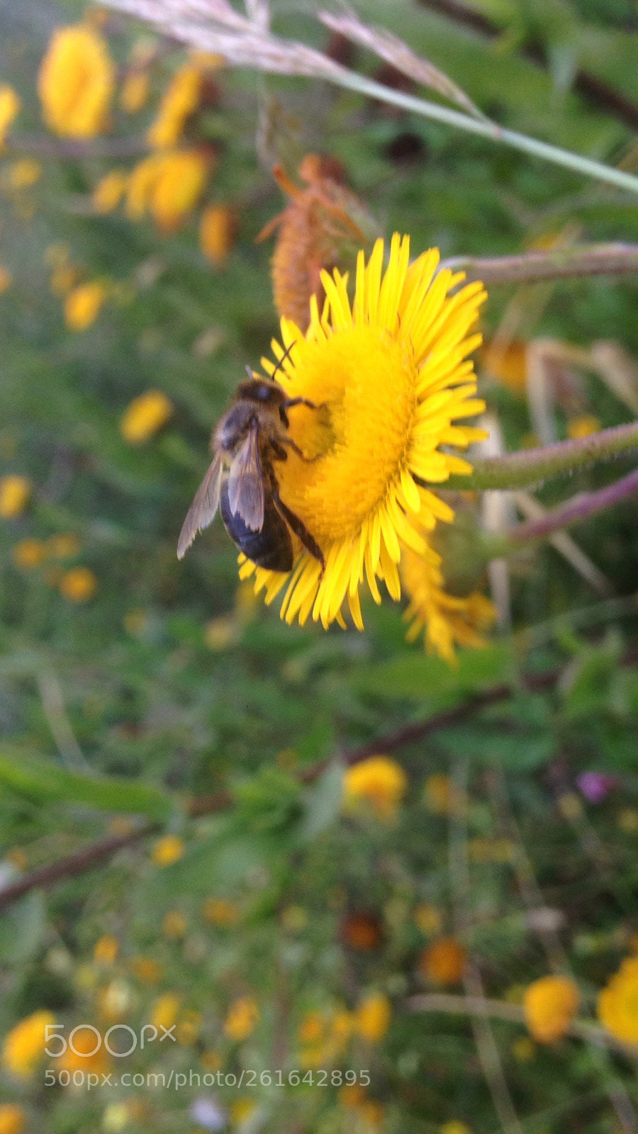 Apple iPhone 5 sample photo. Untitled photography