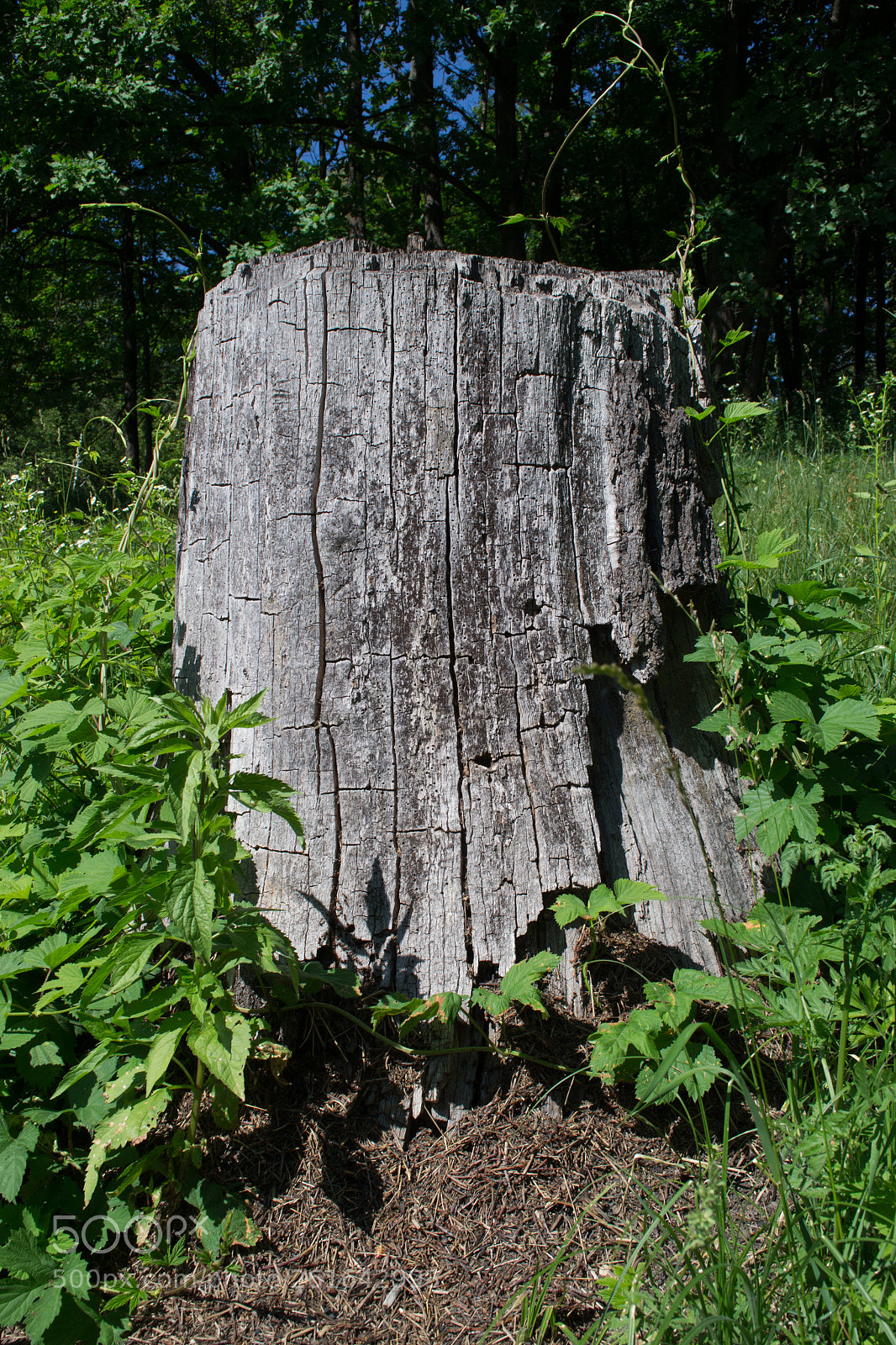 Nikon D3100 sample photo. Old, rotten tree stump photography