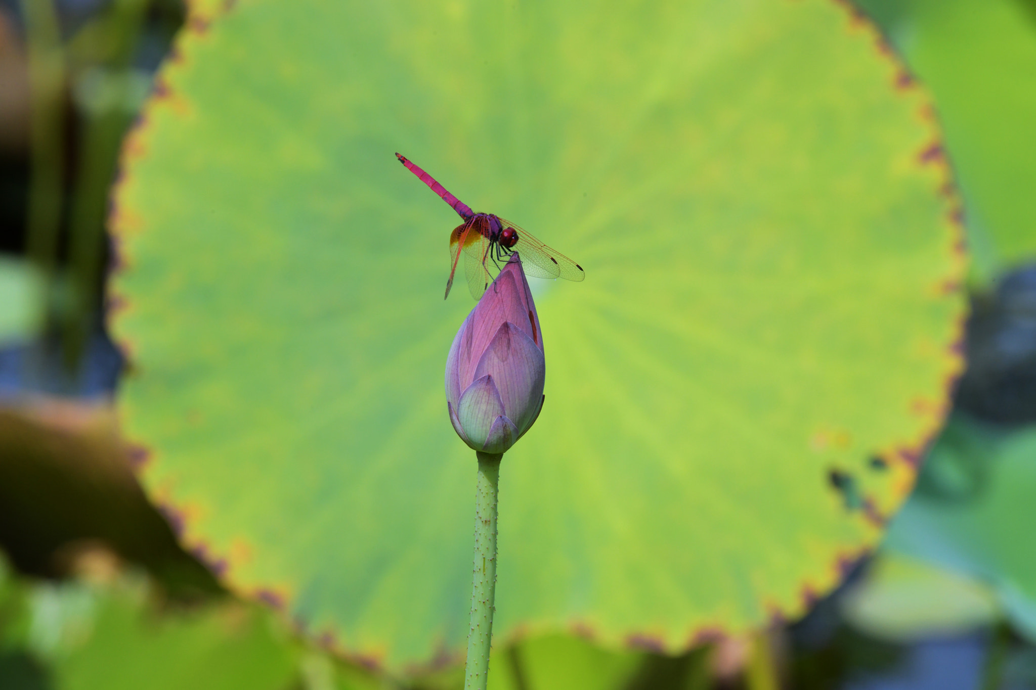 Nikon D850 sample photo. 駐足 photography