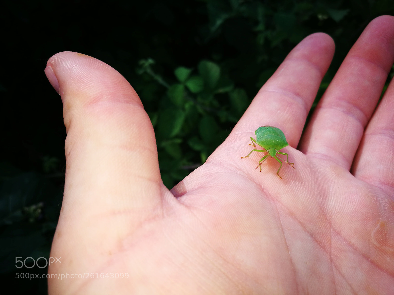 HUAWEI P9 sample photo. True bug photography