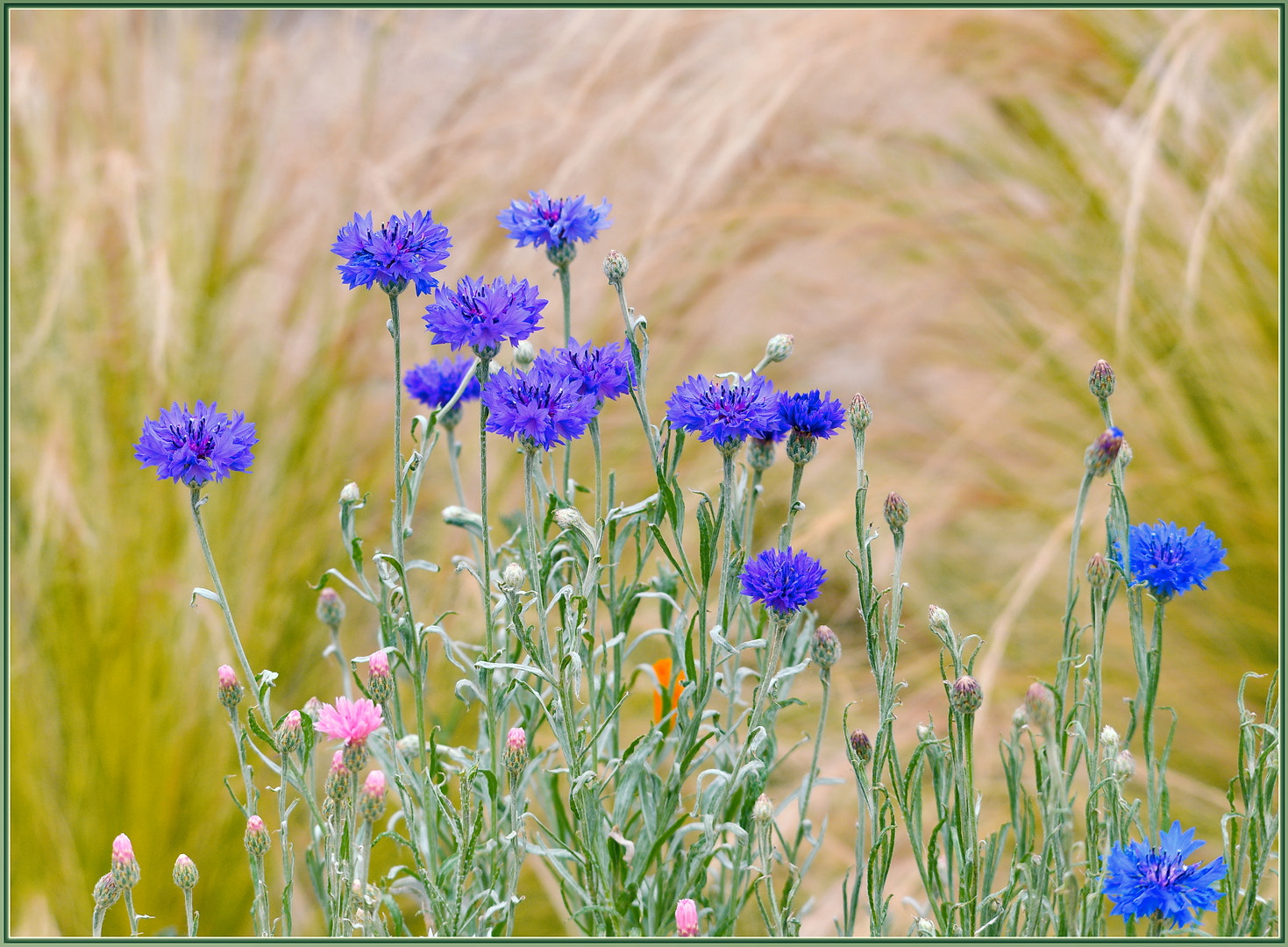 Nikon D850 sample photo. Cornflowers in the morning photography