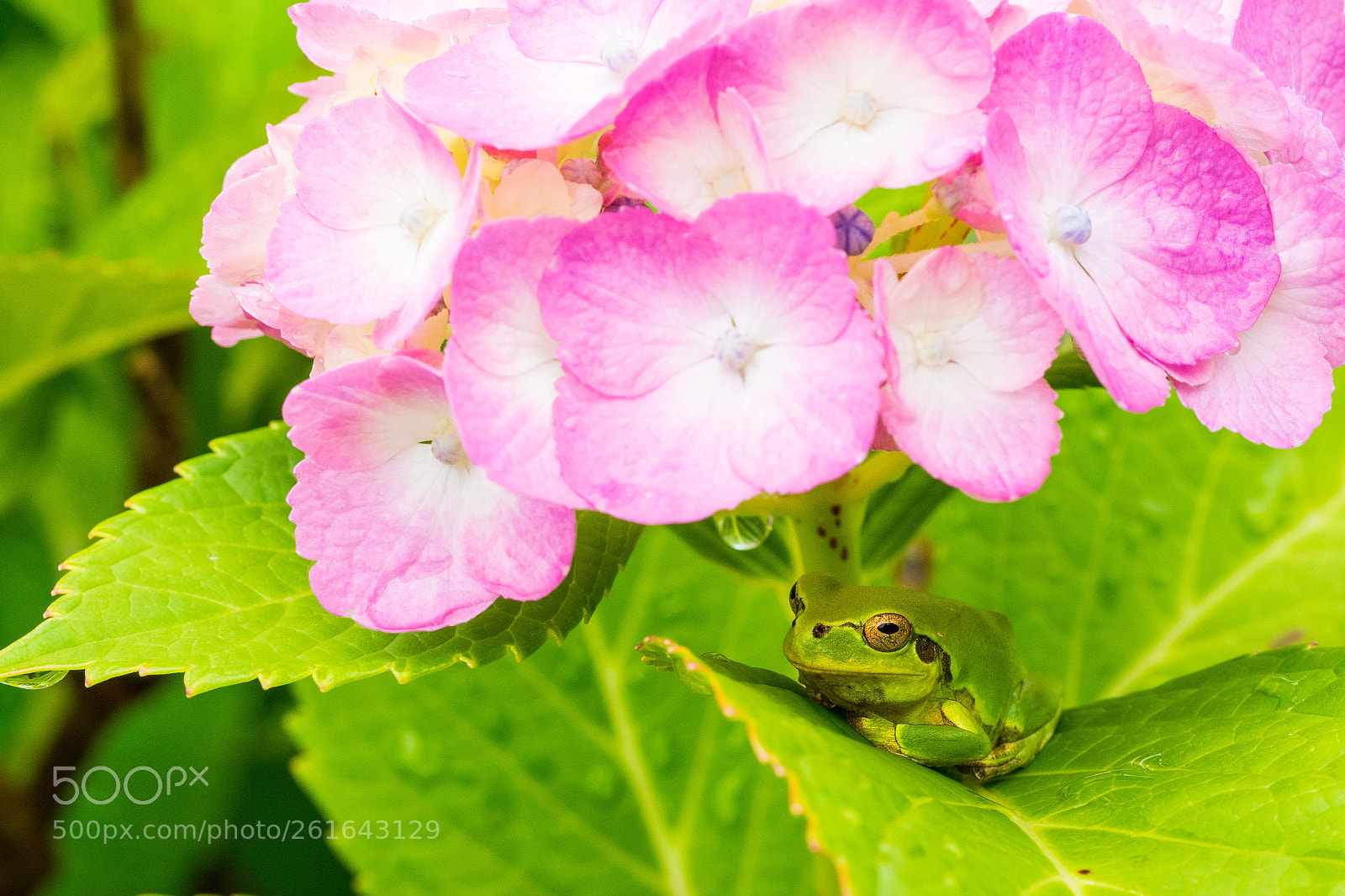 Olympus OM-D E-M1 sample photo. Frog on hydrangea photography