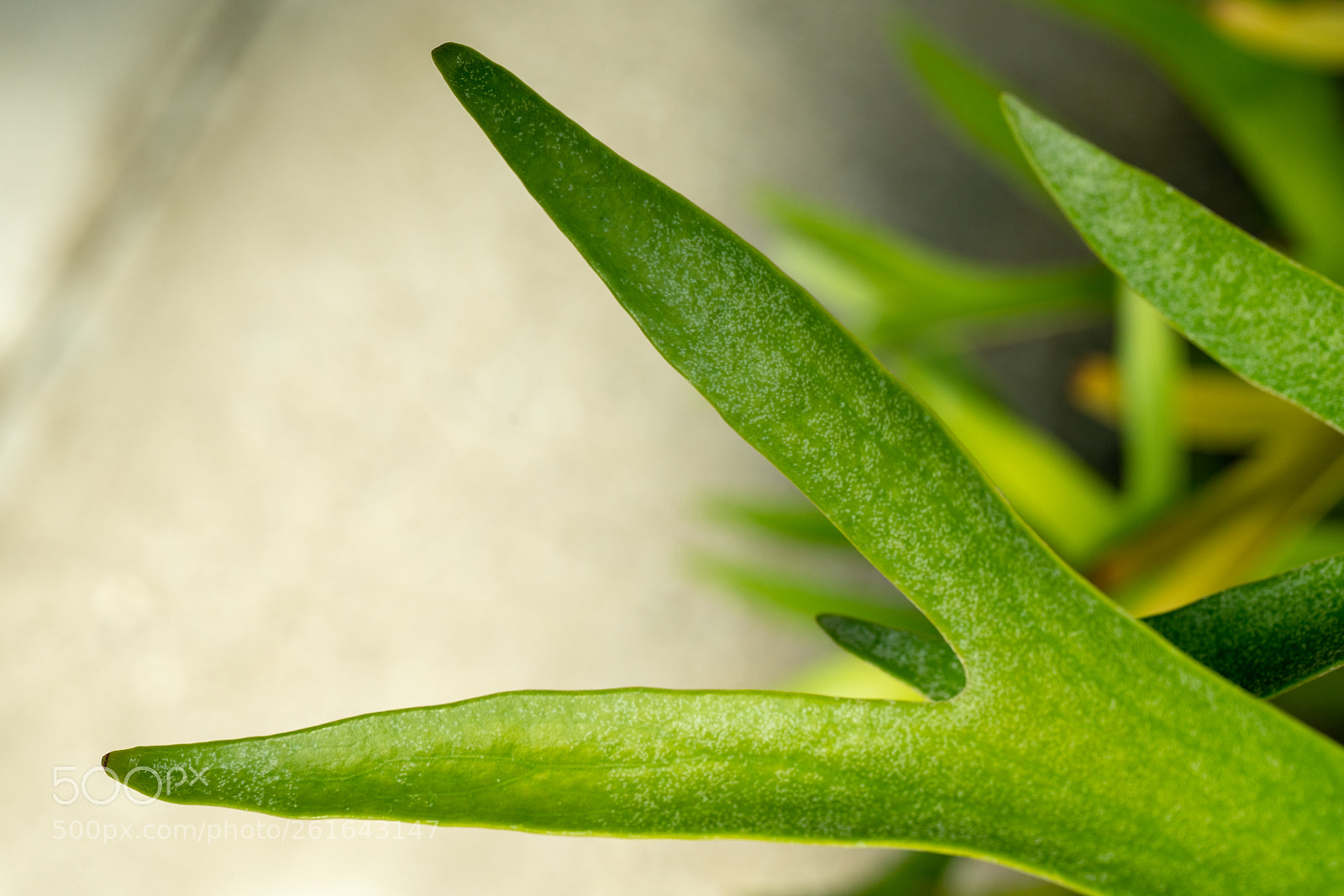 Sony a7R II sample photo. Ferm - macro photography