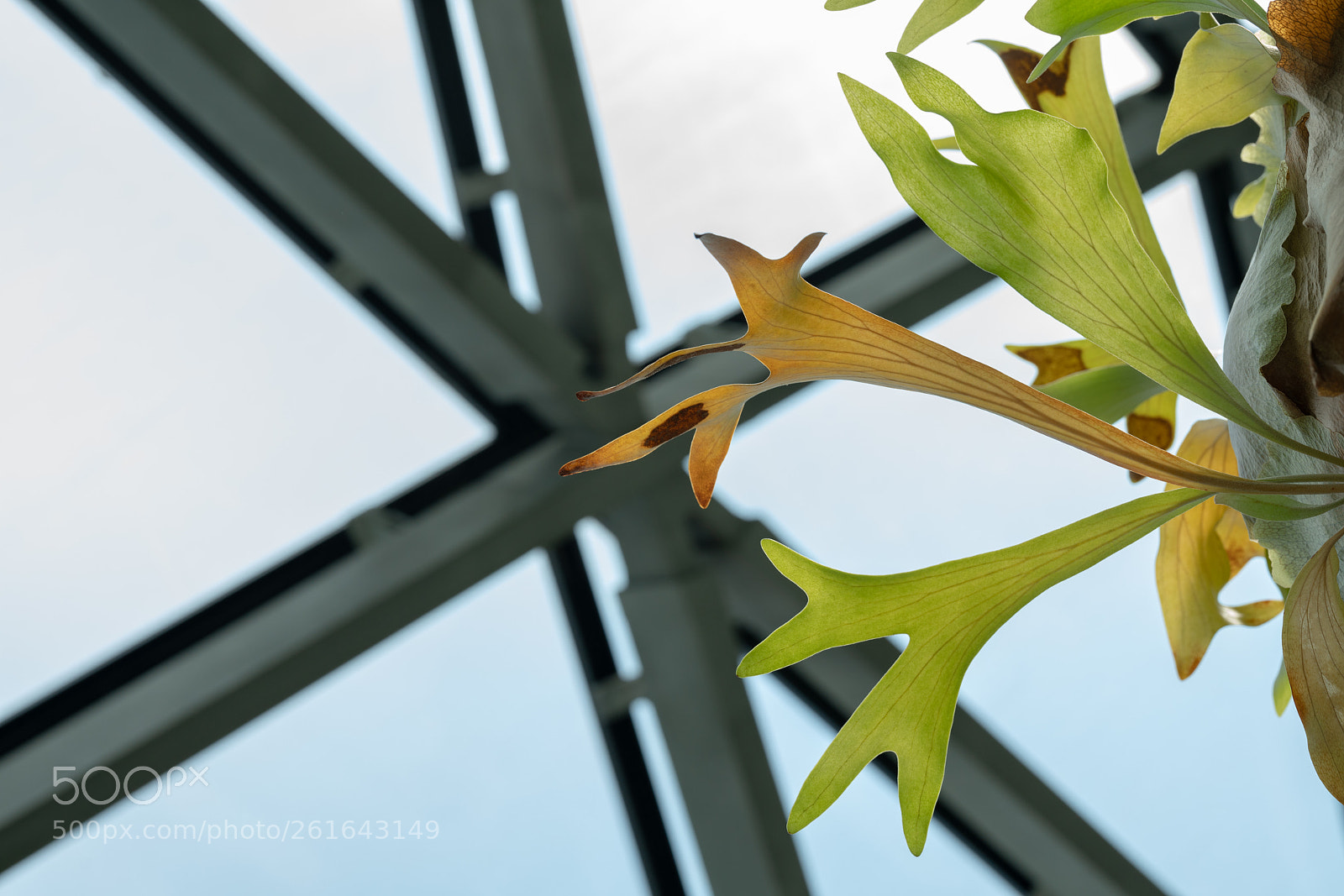 Sony a7R II sample photo. Ferm - macro photography