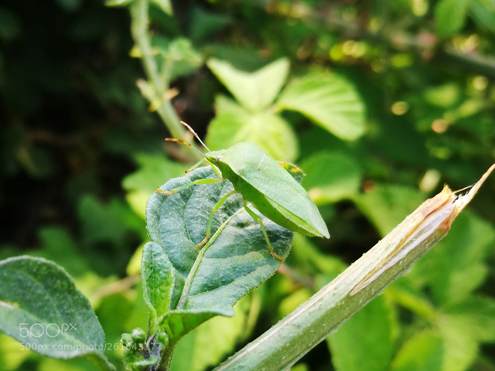 HUAWEI P9 sample photo. True bug photography