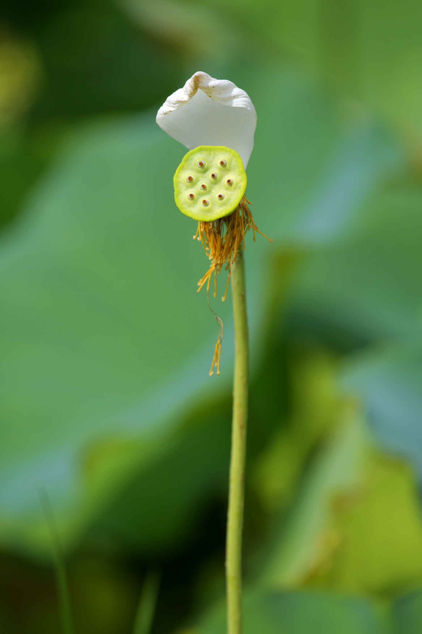 Nikon D850 + Nikon AF-S Nikkor 200-500mm F5.6E ED VR sample photo. 為你遮陽擋雨 photography