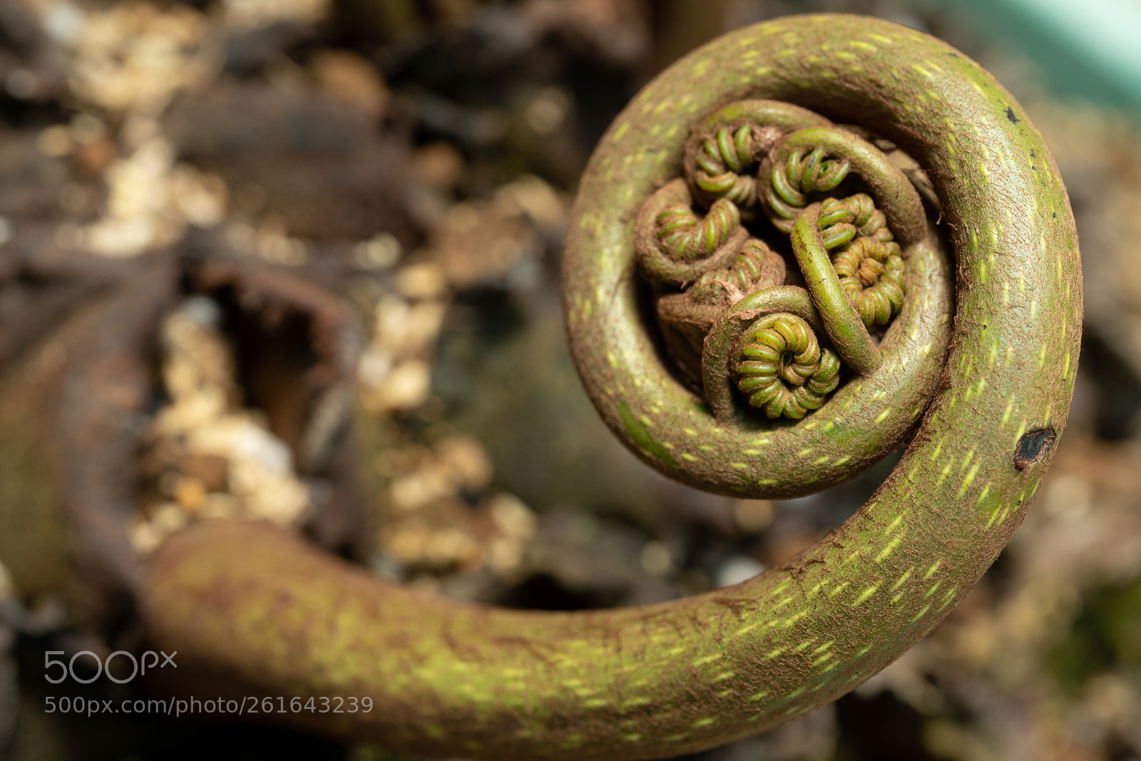 Sony a7R II sample photo. Ferm - macro photography