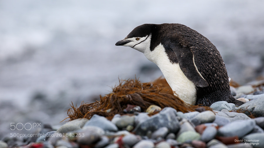 Canon EOS 5D Mark IV sample photo. Zügelpinguin photography