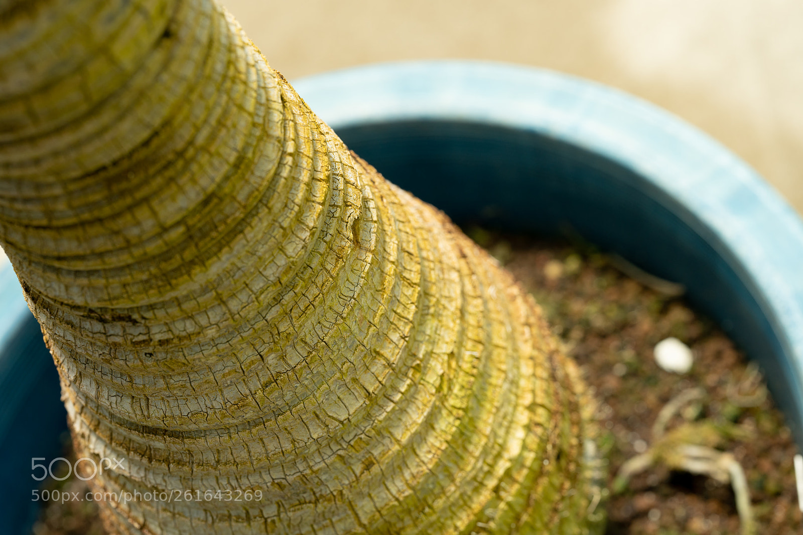 Sony a7R II sample photo. Ferm - macro photography