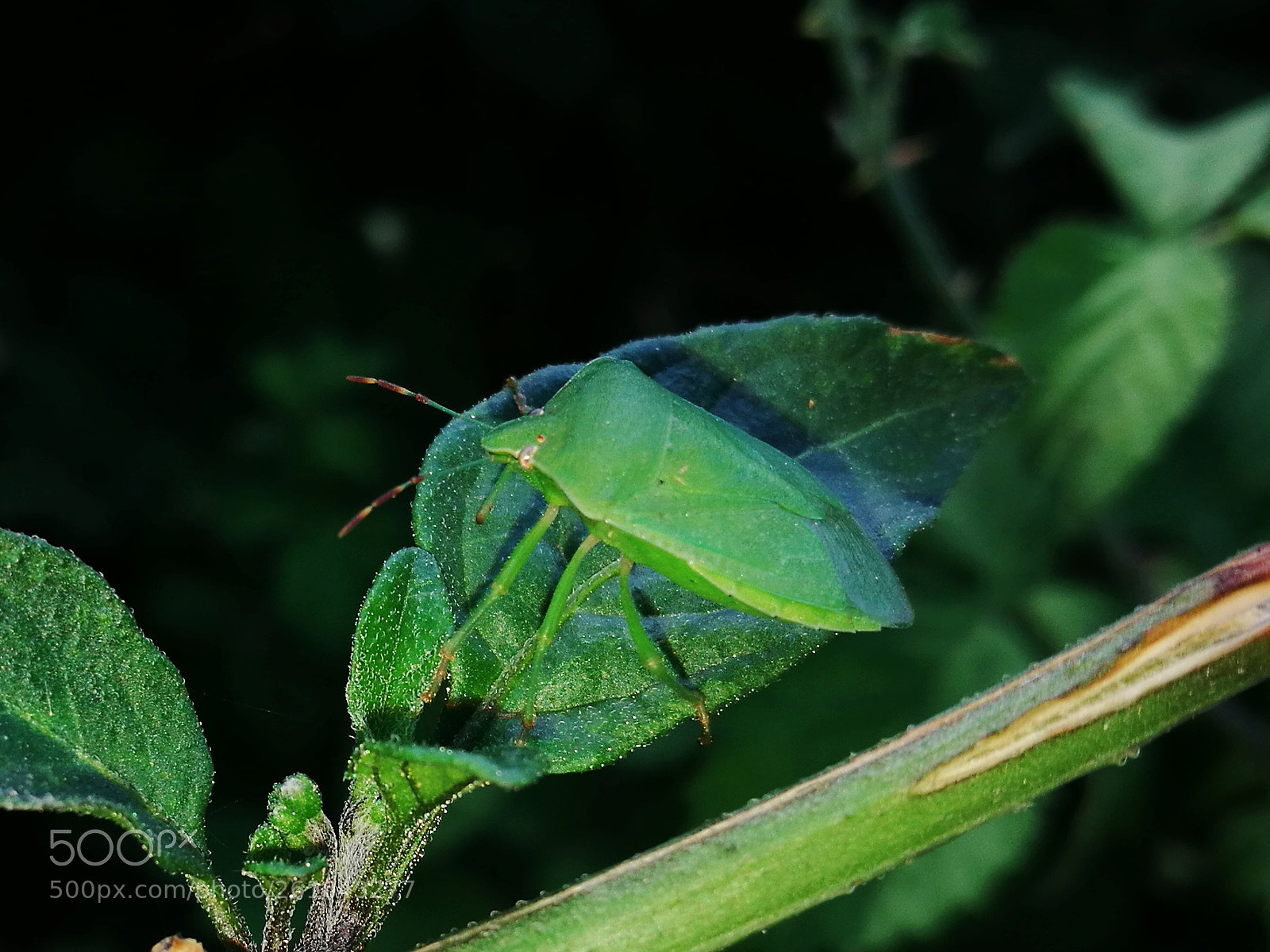 HUAWEI P9 sample photo. True bug photography