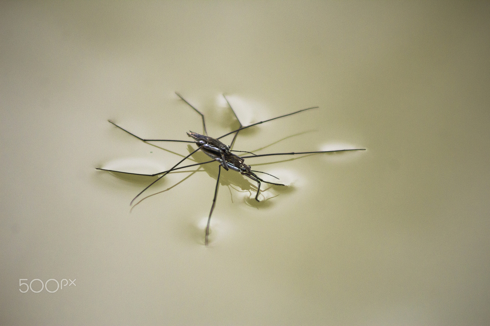 Canon EOS 1200D (EOS Rebel T5 / EOS Kiss X70 / EOS Hi) sample photo. Two water striders mating photography