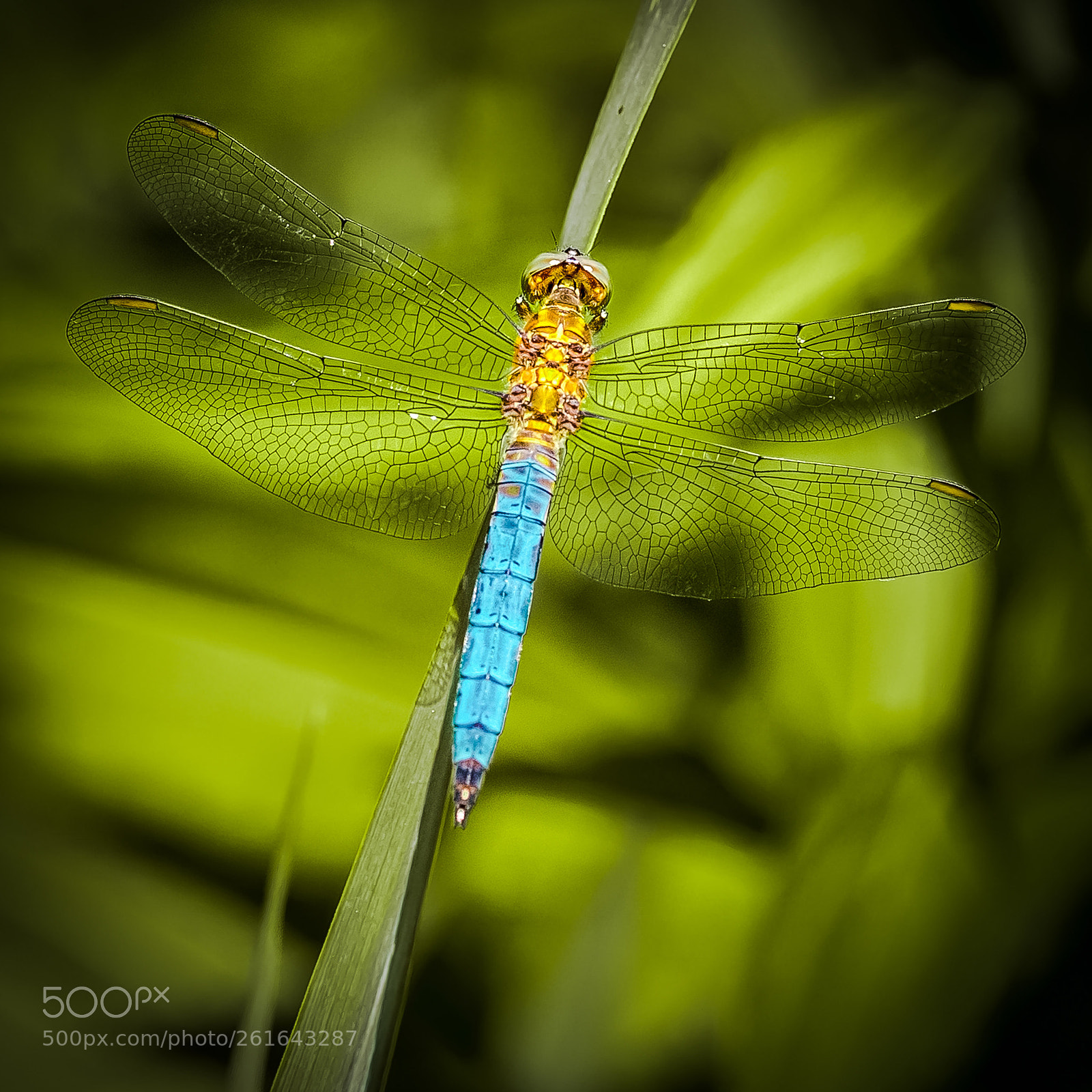 Canon EOS 6D sample photo. Dragonfly photography