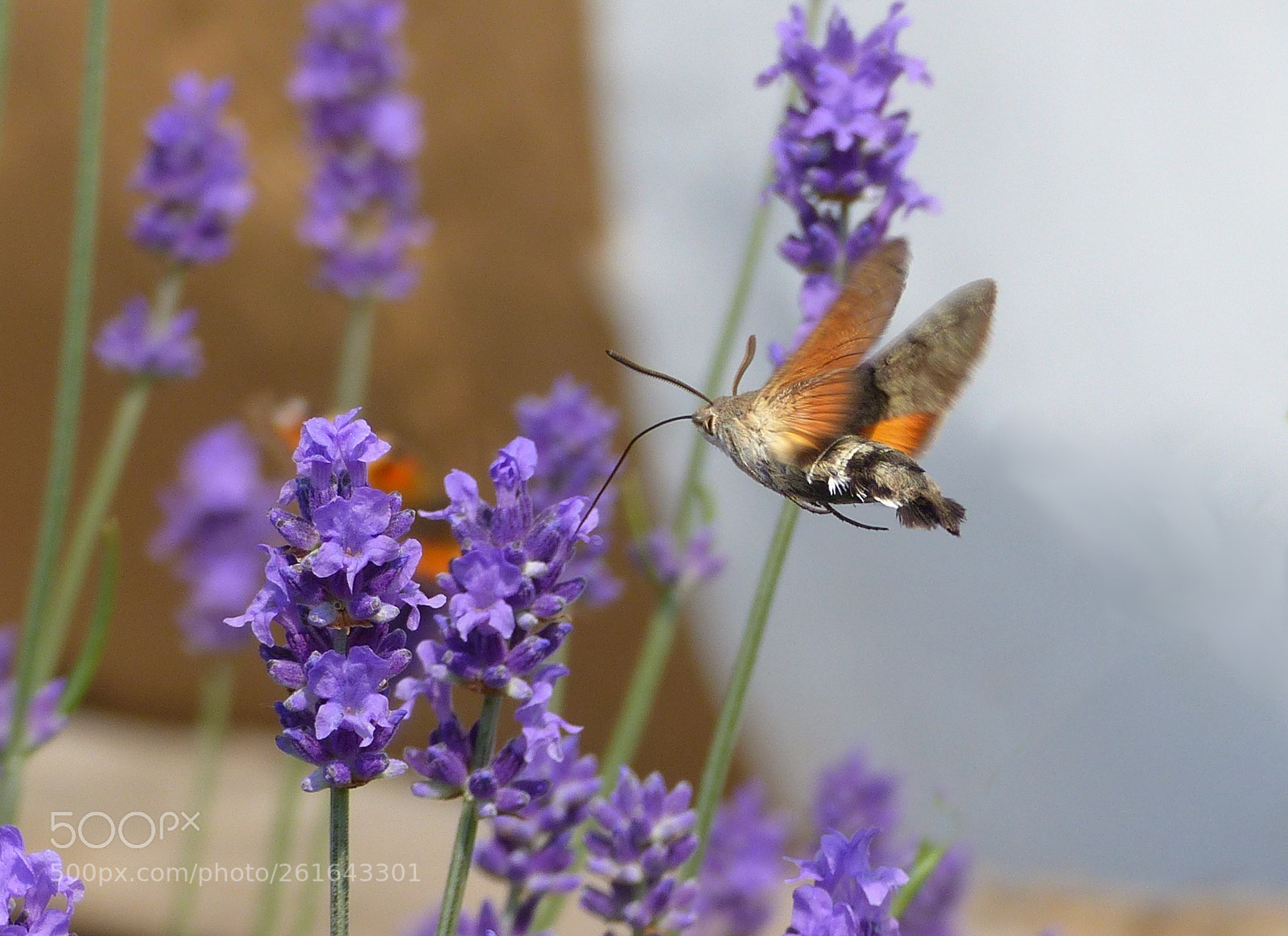 Panasonic Lumix DMC-FZ200 sample photo. Macroglossum stellatarum - hummingbird-like photography