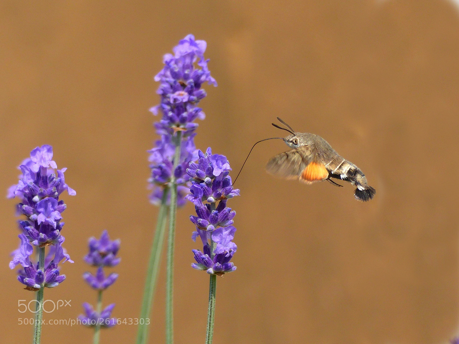 Panasonic Lumix DMC-FZ200 sample photo. Macroglossum stellatarum photography