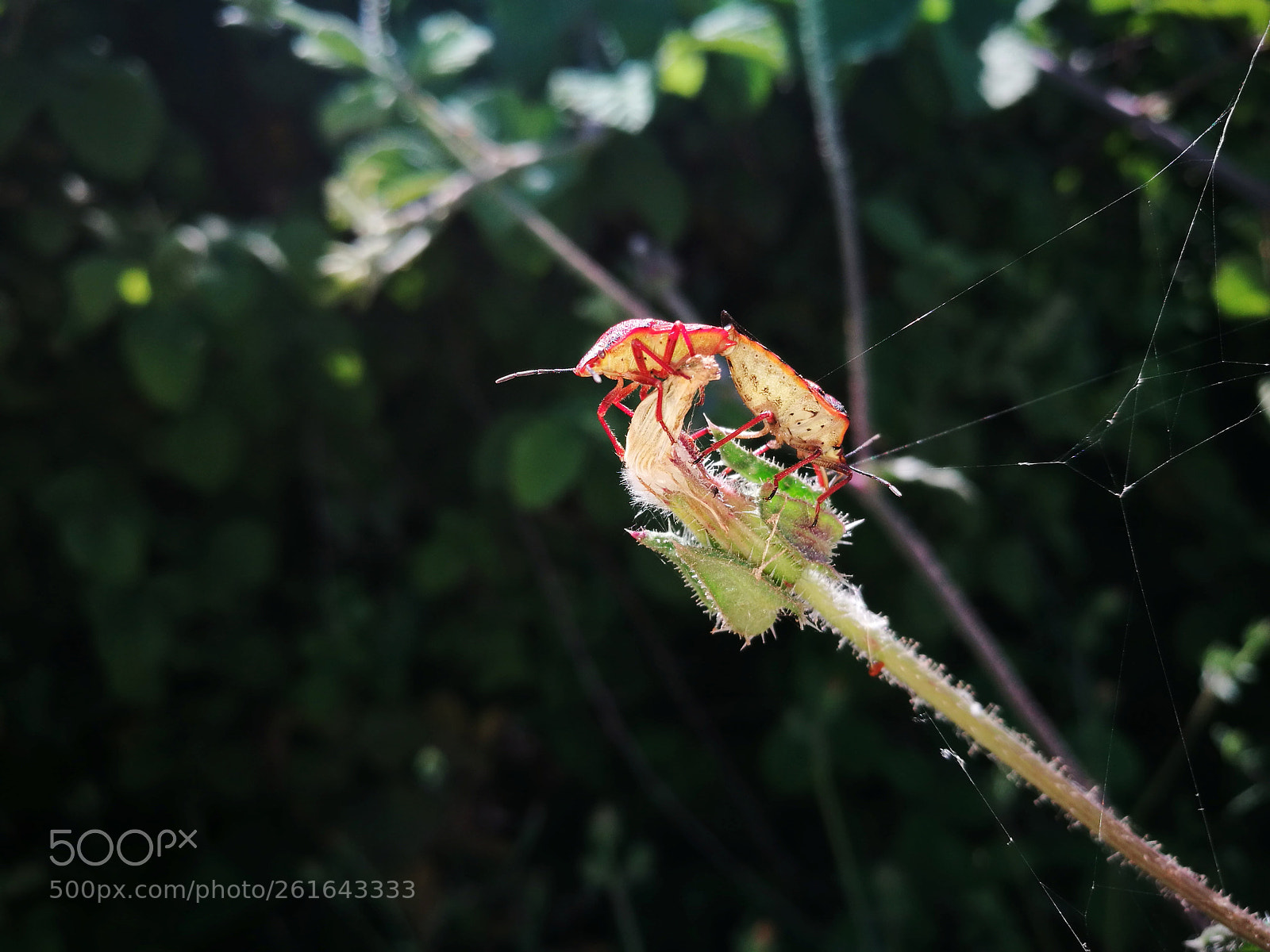 HUAWEI P9 sample photo. True bugs mating photography