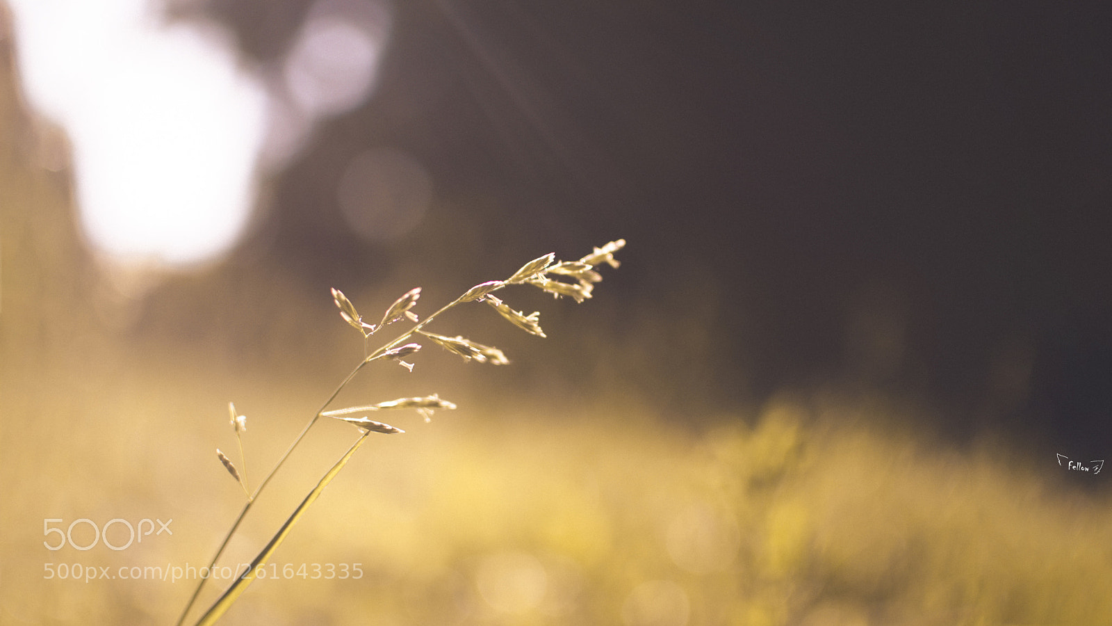 Nikon D7000 sample photo. One of the million photography