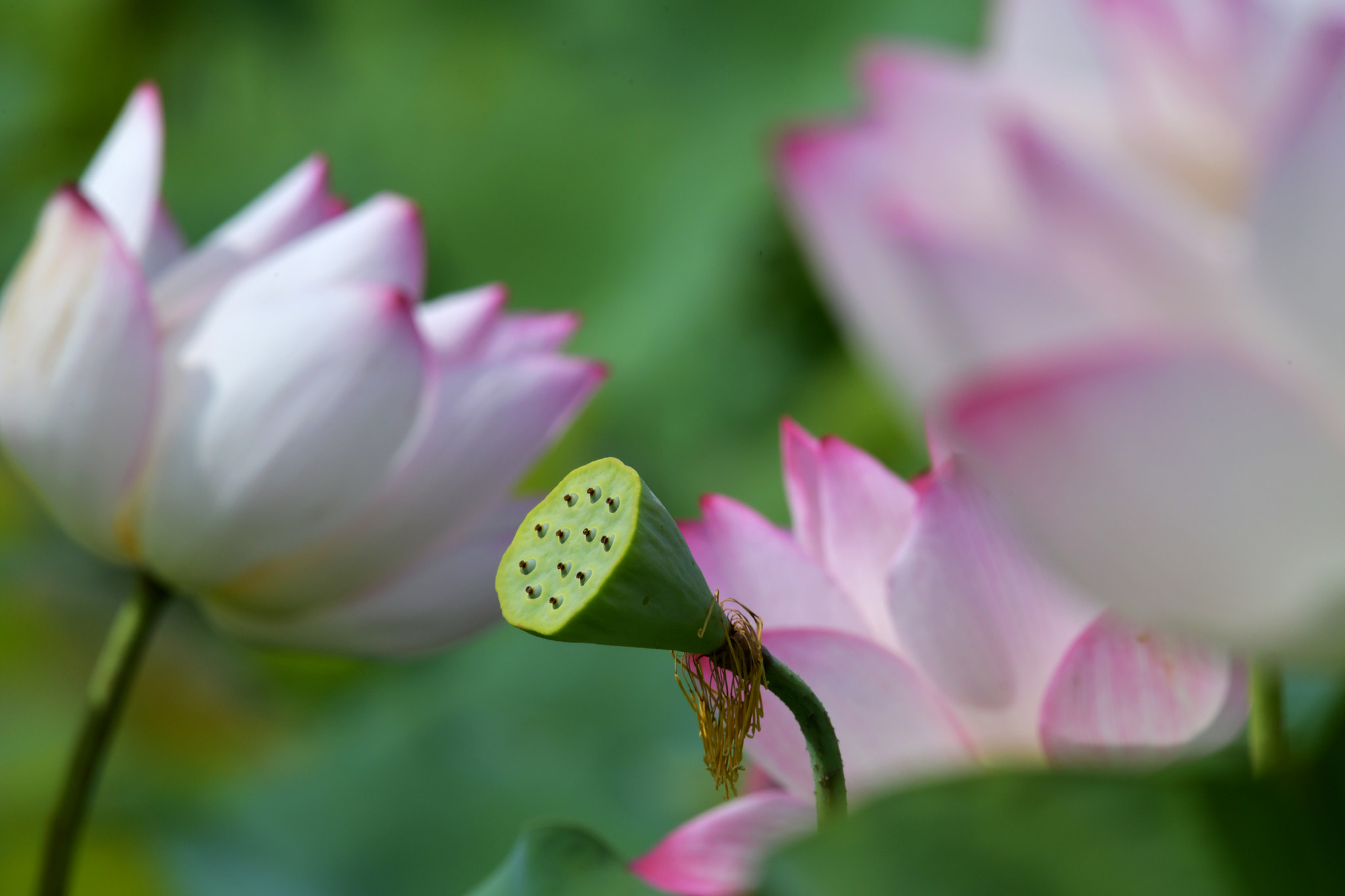 Nikon AF-S Nikkor 200-500mm F5.6E ED VR sample photo. 焦點 photography