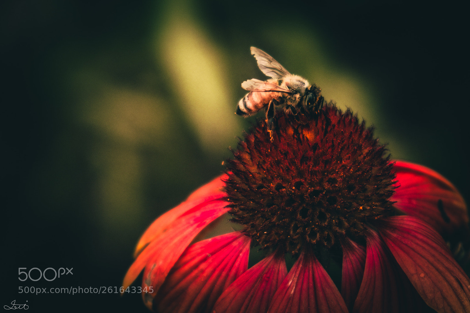 Fujifilm X-T20 sample photo. Bee and flower photography