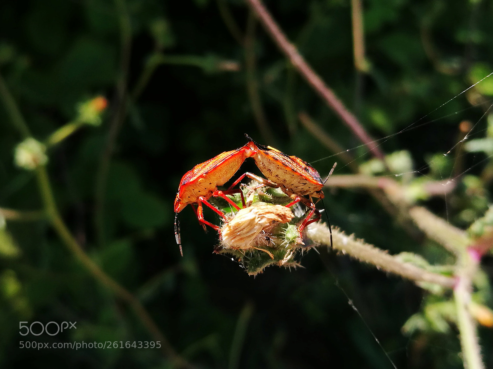 HUAWEI P9 sample photo. True bugs mating photography