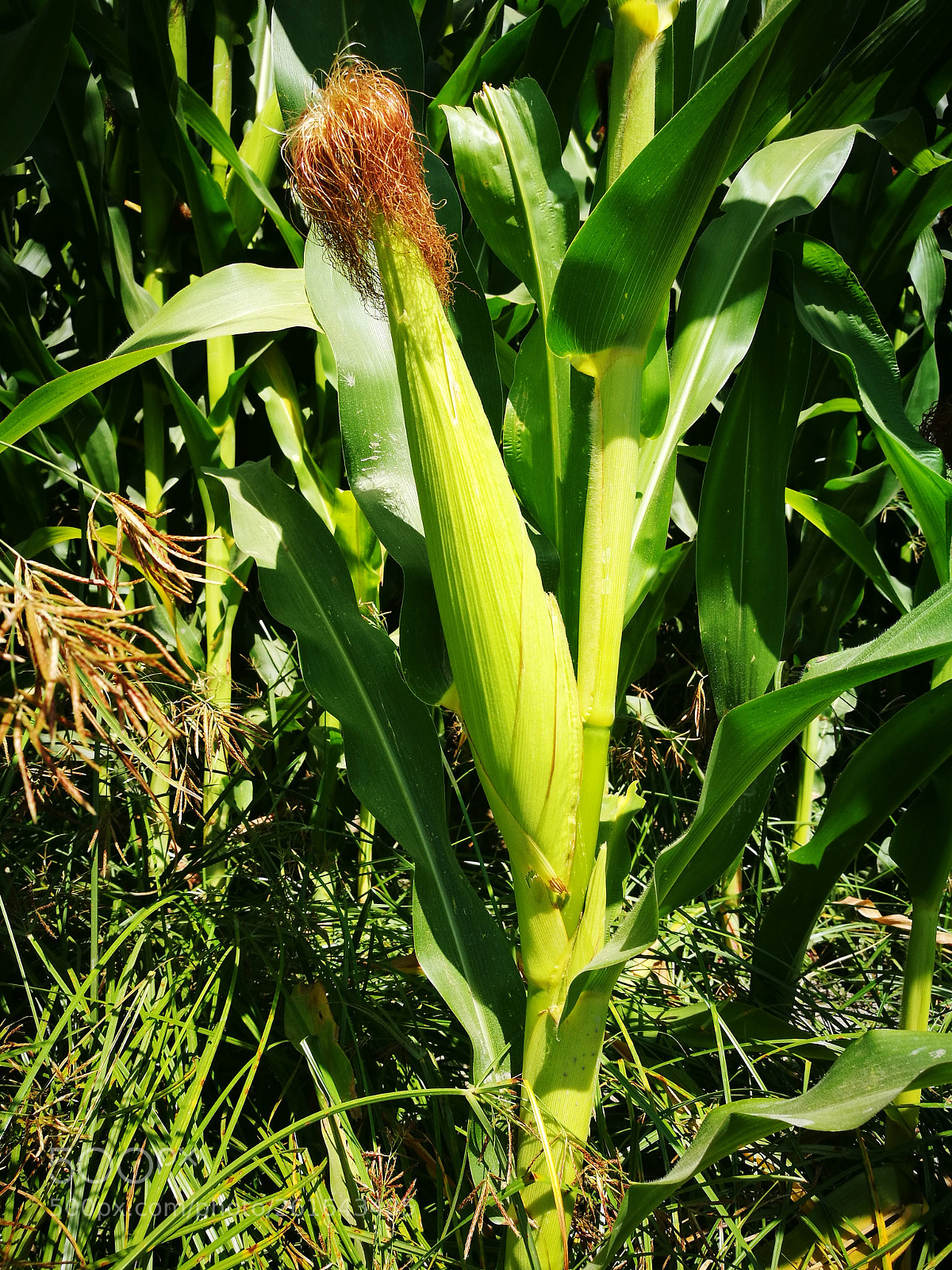 HUAWEI P9 sample photo. Corn ? photography