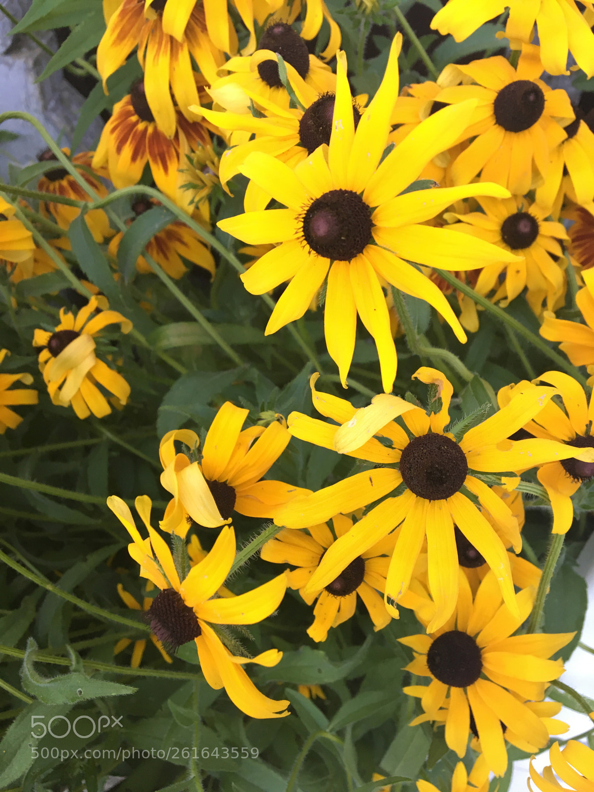 Apple iPhone 6s sample photo. Flowers are life photography