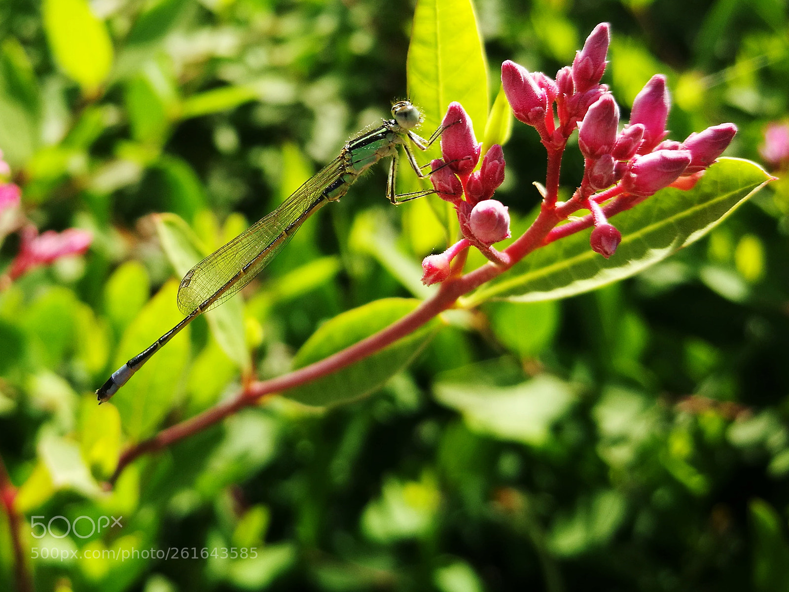 HUAWEI P9 sample photo. Damselfly photography