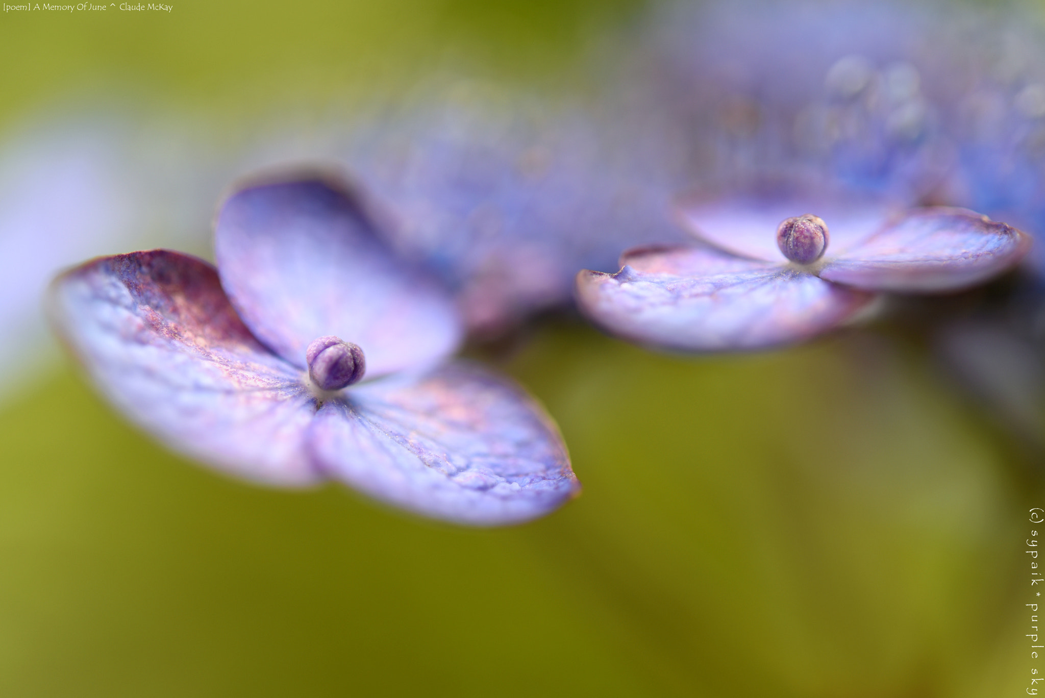 Nikon D750 + Nikon AF-S Micro-Nikkor 60mm F2.8G ED sample photo. A memory of june ** photography