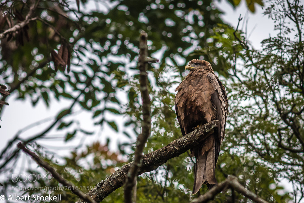 Nikon D750 sample photo. Yellow-billed kite (milvus aegyptius) photography