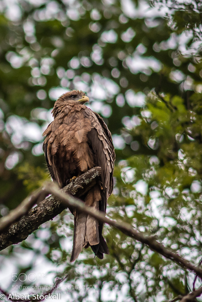 Nikon D750 sample photo. Yellow-billed kite (milvus aegyptius) photography