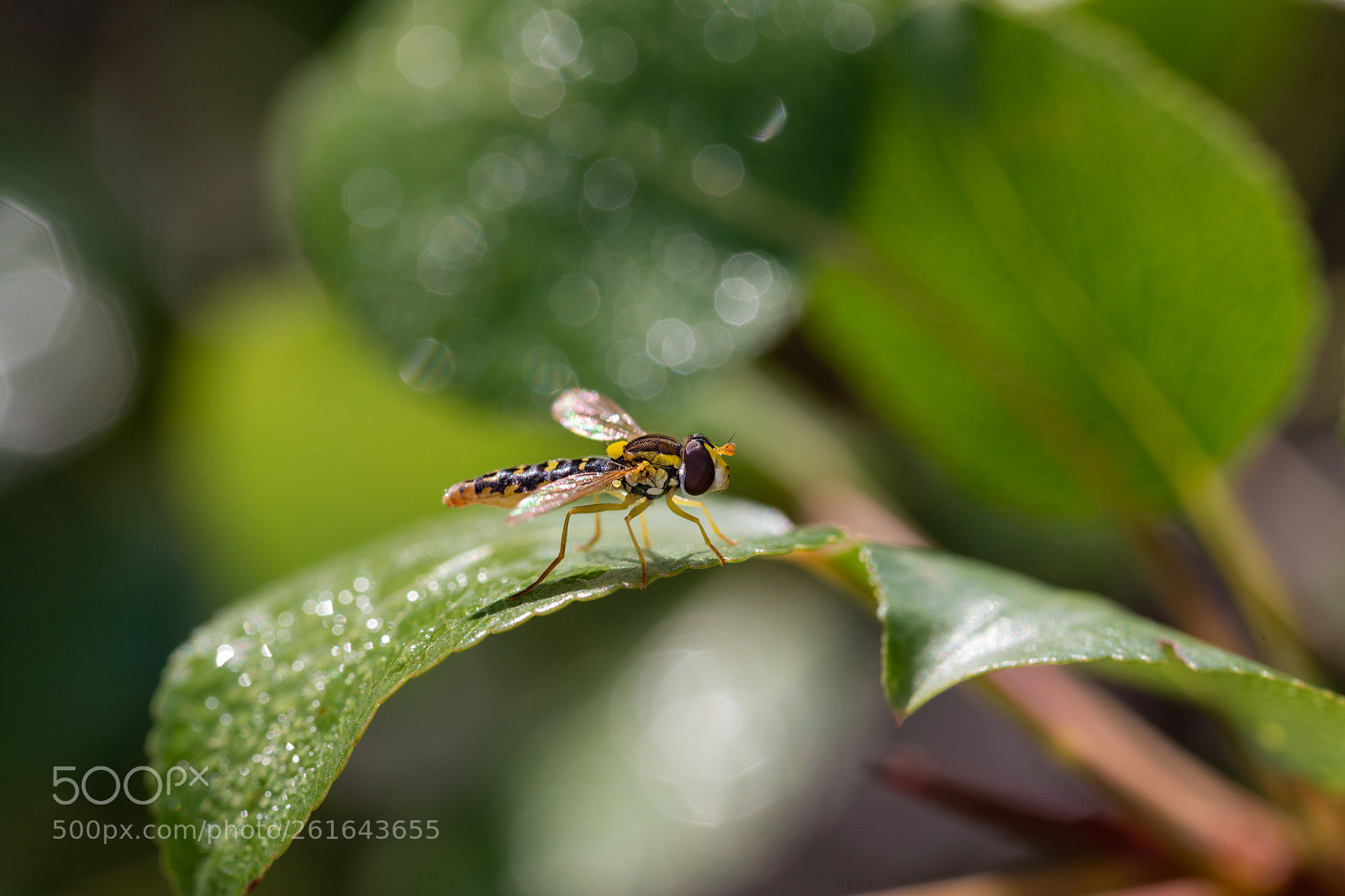 Canon EOS 6D sample photo. Dipterous  210518-3616 photography
