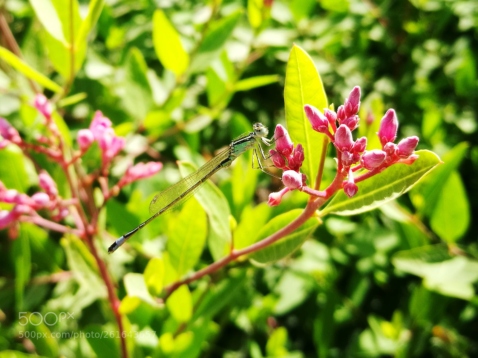 HUAWEI P9 sample photo. Damselfly photography
